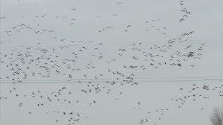 Nebraska Waterfowl Bonanza