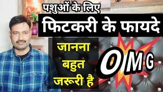 पशुओं में फिटकरी के फायदे  alum benefits for animals / pashu ke liye fitkari ke fayde D D Ramawat