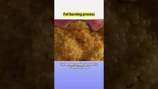 #visceralfat #animation | Fat burning process #wls #weightloss #obesity #weightloss