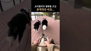 개가 썰매를 끄는 충격적인 이유 #shorts #보더콜리