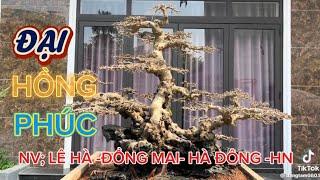 Quảng Tùng| Chia sẻ Quý vị tp : ĐẠI HỒNG PHÚC, chủ sở hữu anh Lê Hà