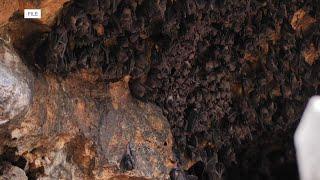 NAU students to move off campus amidst bat infestation