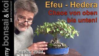 Bonsai 2024-60 - Efeu - Hedera helix - Chaos von oben bis unten!