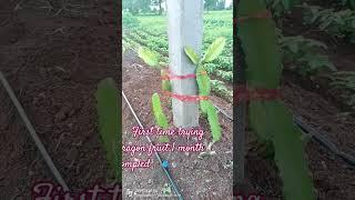 First time trying dragon fruit 1 month compled variety -C jumbo Red #farming #youtubeshorts #shorts