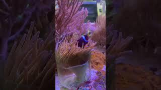 Вы продаете рыбов? #biobox #мэм #приколы #seaanimals