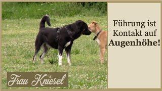 Was wir von Hunden über Führung lernen können! Hundesprache und Hundeverhalten!