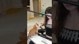 When you're smol but determined  #twitch #clips #shorts #cat