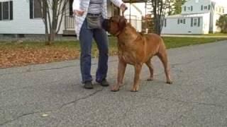 AKC CHAMPION ARISTOCRAT'S LUCA BRAHMA-BULL GATING