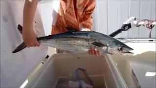 TJ's ADVENTURES: Spanish Mackerels