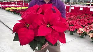 Top 5 Red Poinsettias for 2022