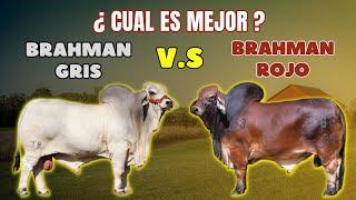 Brahman gris v.s Brahman rojo. ¿cuál es mejor?