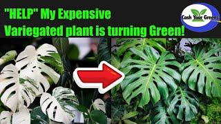 When Your $200 Rare Plant Decides to Go All Green: How to Fix Variegation Loss"