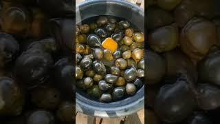 Snail Eating Eggs #amazingSnail #viralvideo