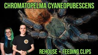 Chromatopelma Cyaneopubescens Rehouse/Feeds - The Green Bottle Blue!