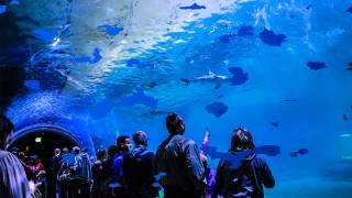 Living Planet Aquarium by Reynolds Polymer