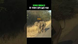 코끼리 행동보고 한 가족이 깜짝 놀란 이유