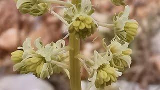 Κίτρινη ρεζεδά (Reseda lutea) στα χορτολίβαδα της Μάνδρας Αττικής