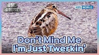 Why Do These Birds Dance? [Animals Are Incredible : EP.11-1] | KBS WORLD TV 250312