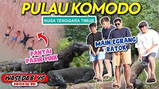 WASEDABOYS EXPLORE NTT: PULAU KOMODO, PINK BEACH, MAIN EGRANG BATOK, DLL! | INDONESIA TRIP