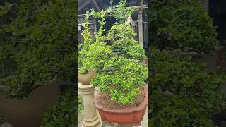 Sam núi #bonsai #caycanh #samnui