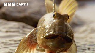 This Fish Walks On LAND!  | Asia Fun Facts | BBC Earth Kids