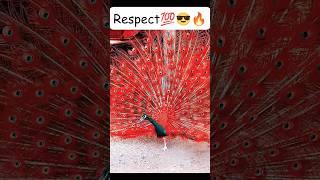 Respect #shorts #respect #amazing  #viral