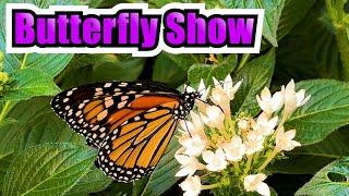 Krohn Conservatory Cincinnati | Butterfly Show 2024