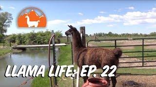 Meet the Studs - Ep. 22 - Llama Life