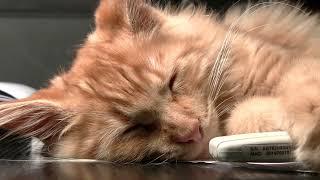 Cat sleeping stock fotage free video clips