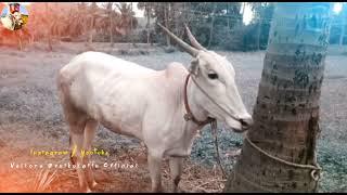 Vellore Eruthukattu Bull