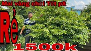 0978 195 317 gặp a Long lô mai tàng thông cực đẹp giá rẻ