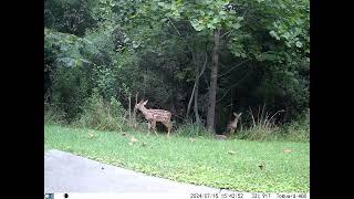 Doe and two fawns