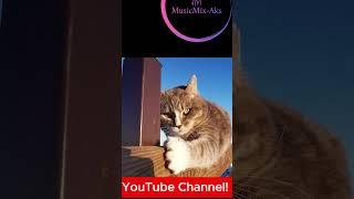 KAT #kat #cat #originalmusic #newmusic #musicmix #musicmix_aks #YouTubeMusic #nederlandsemuziek