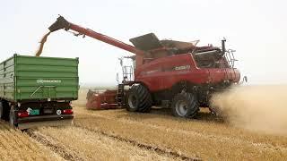 Case IH AXIAL FLOW 5140 wheat harvest 2024