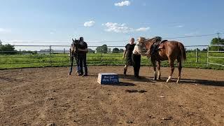 An Amish cowboy? Jacob is trying to train horses.