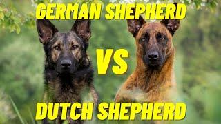 Dutch Shepherd Vs German Shepherd - The difference between the two dog breeds