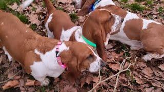 Basset hounds try out their new collars