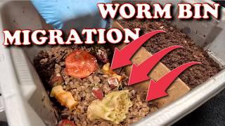 How I Lure Worms to Harvest Rich Castings! | Vermicompost Worm Farm