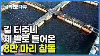 그물로 알아서 쏙! 통통하게 살 오른 채 잘도 들어오는 8만 마리 참돔｜국민 횟감 키우는 가두리 양식장｜극한직업｜#골라듄다큐