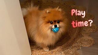 Pomeranians at 1% Energy