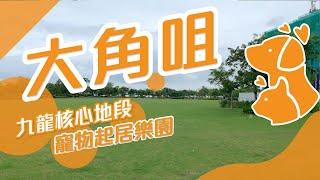 【大角咀搵樓】利奧坊．曉岸．奧城西岸．港灣豪庭．九龍核心地段 寵物起居樂園