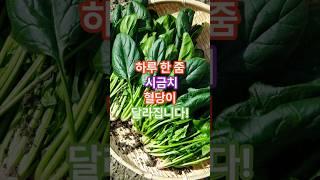하루 한 줌 시금치 혈당이 달라집니다!