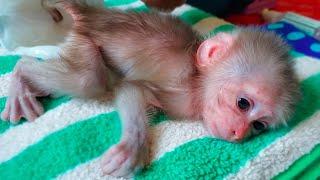 Wow, Amazing!! Tiny monkey Luca keeps patiently while Mom puts on a new diaper for him