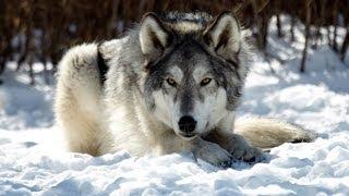 Yamnuska Wolf Dog Sanctuary Canmore Alberta Canada