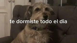 video para el huevon de mi perro