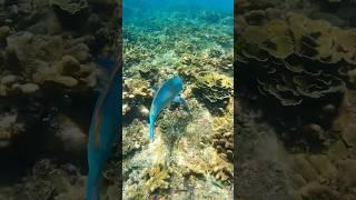 I saw BIG BLUE FISH while Snorkeling #thailand #snorkeling #fishing