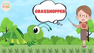 Grasshopper Facts For Kids  Learn All About Grasshoppers | MON Kids