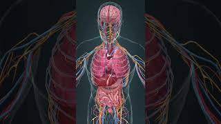 Inside the body there is a machine that operates non-stop  #3d #anatomy #heart