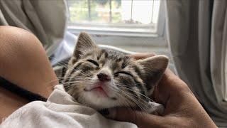 Rescuing two tiny kitten brothers