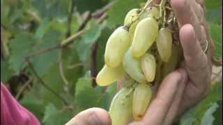 Technology in Grape Breeding